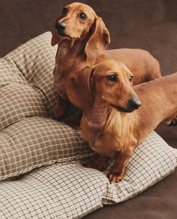 CHECK PET TOPPER
