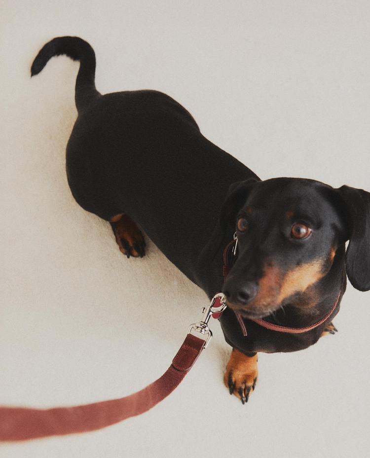 PET LEAD AND COLLAR