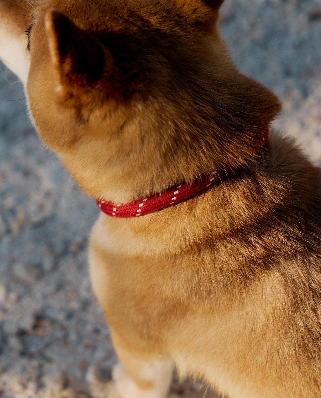 COLLIER CUIR ET CORDE ANIMAUX DE COMPAGNIE
