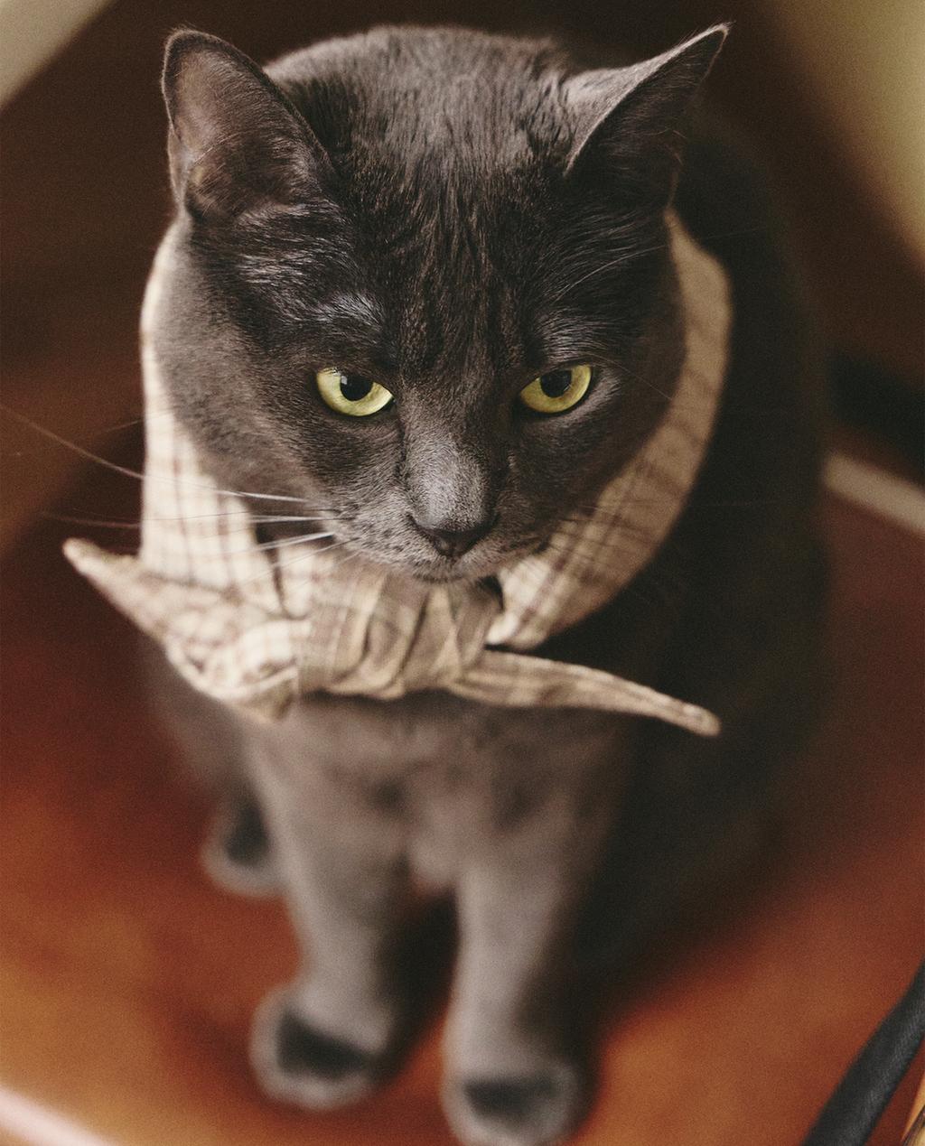 BANDANA ALGODÓN LINO CUADRO MASCOTAS