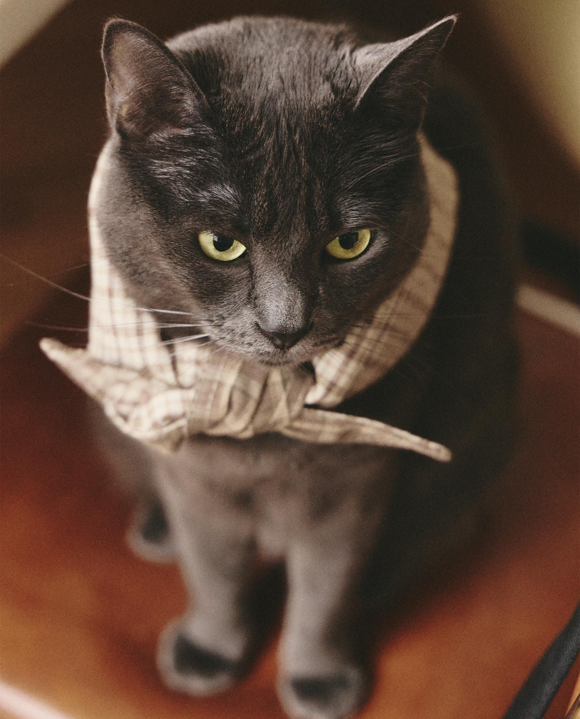 BANDANA ALGODÓN LINO CUADRO MASCOTAS