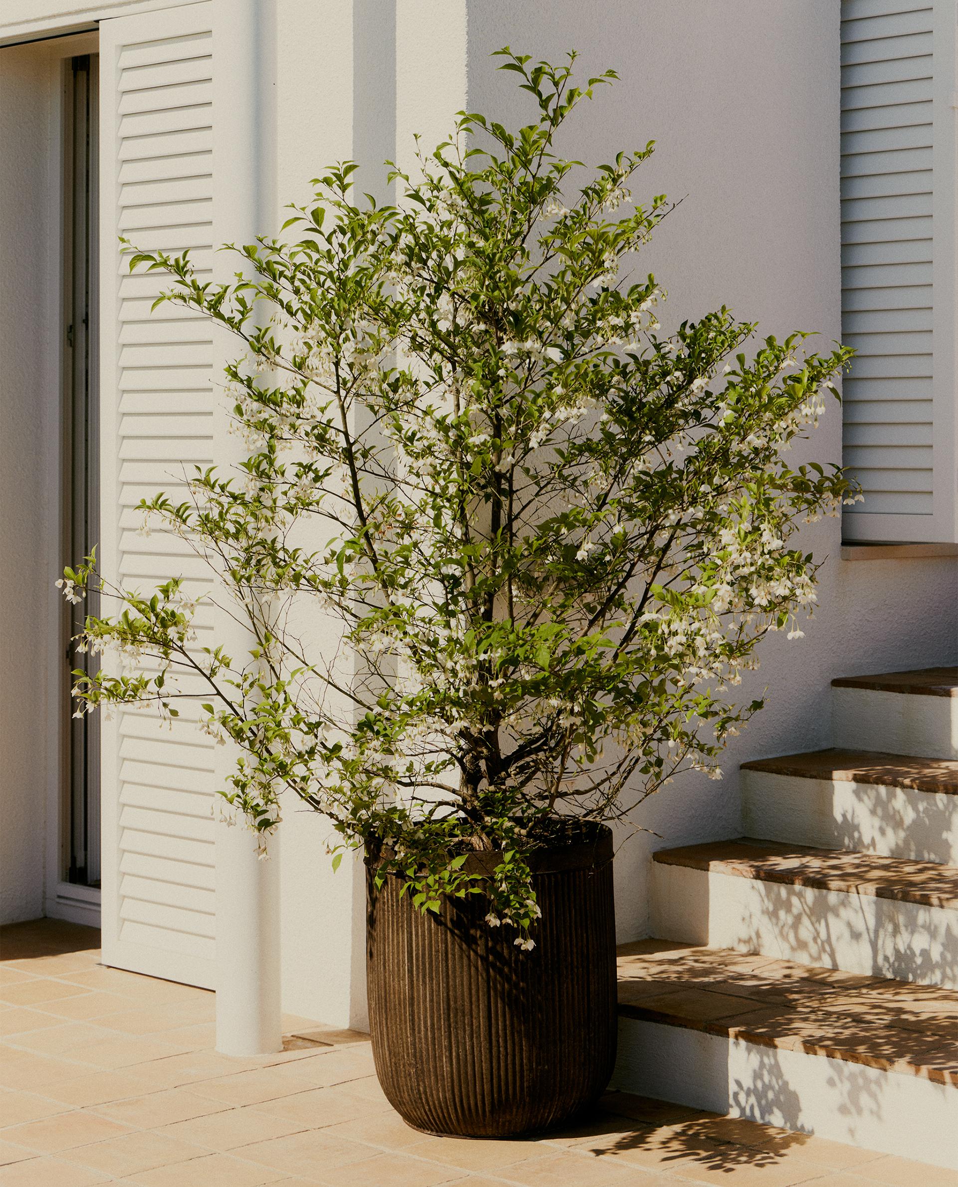 Home Gardening | Zara Home United States of America