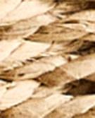 BEIGE CHIARO