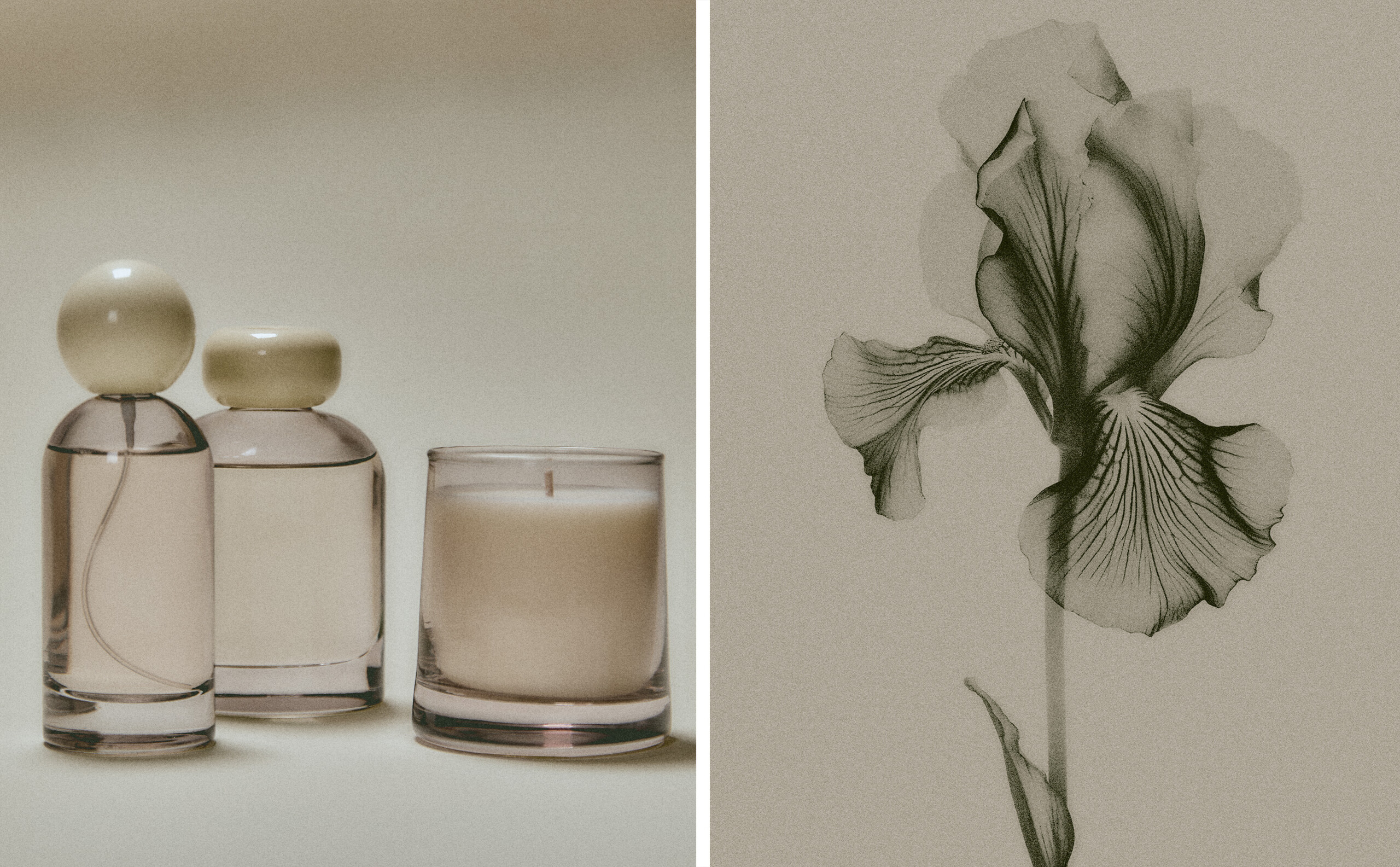 FLEUR DE VÉTIVER