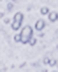 BUBBLE-EFFECT GLASSWARE product thumbnail 3