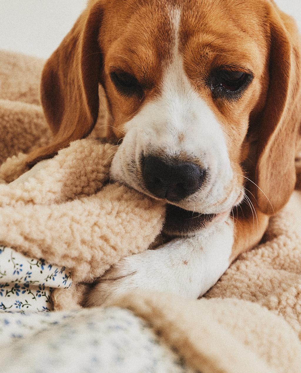 FLORAL PET BLANKET FLORAL PET BLANKET