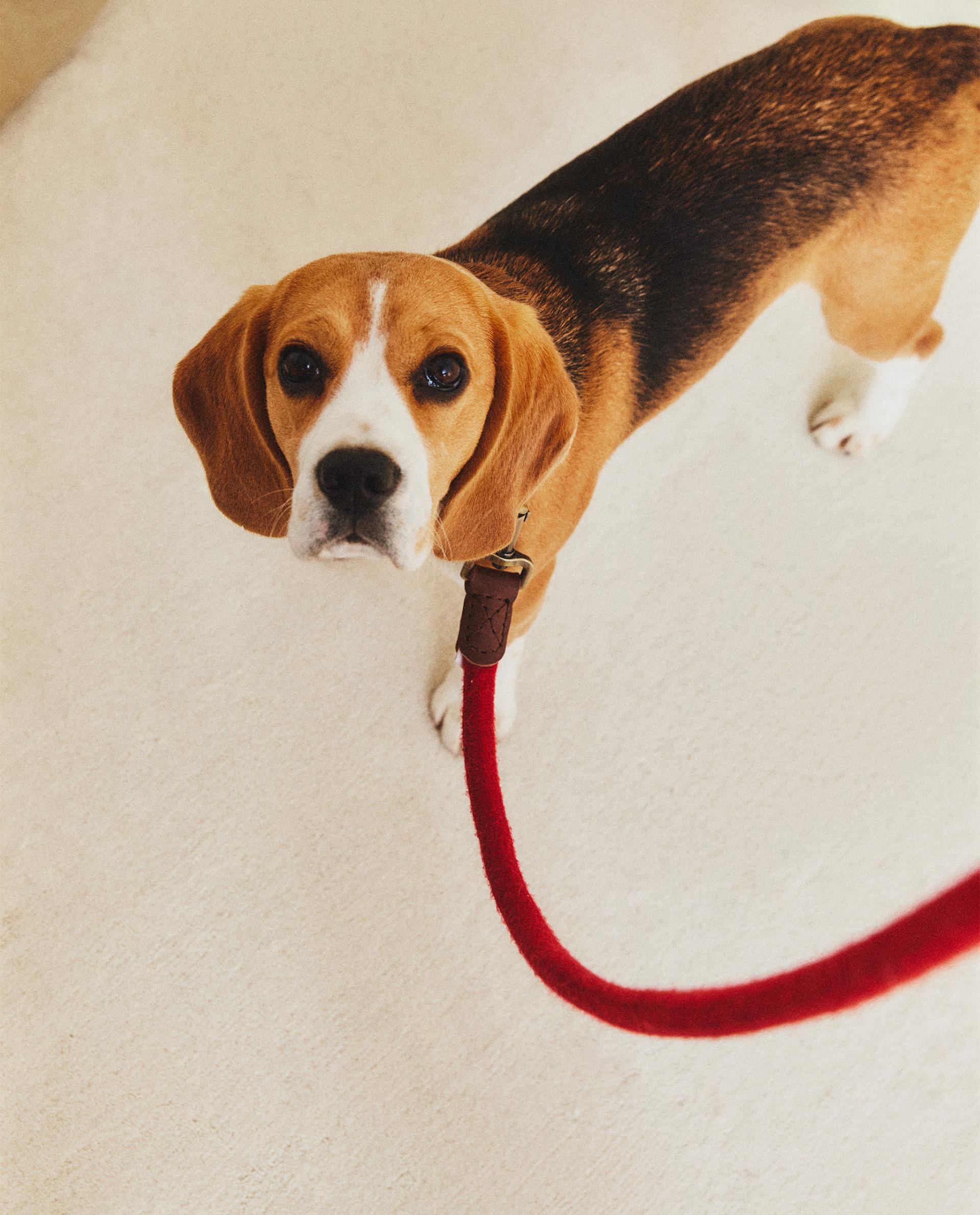 CORREIA DE CORDA E COURO PARA CÃES CORREIA DE CORDA E COURO PARA CÃES