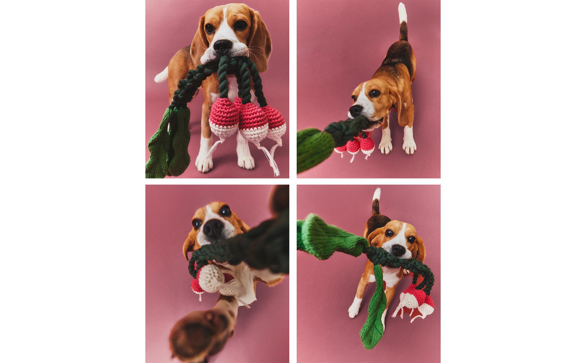 لعبة للحيوانات الأليفة مع حفنة من الفجل