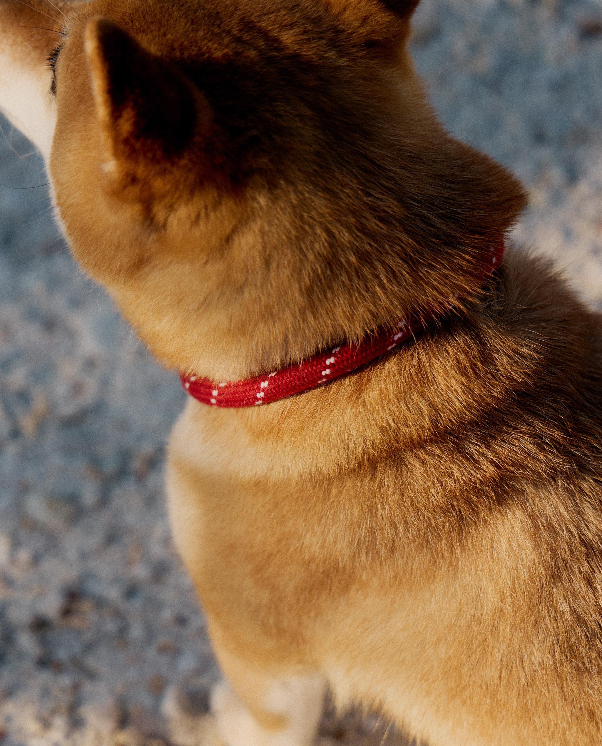 LEATHER AND ROPE PET COLLAR product thumbnail 10