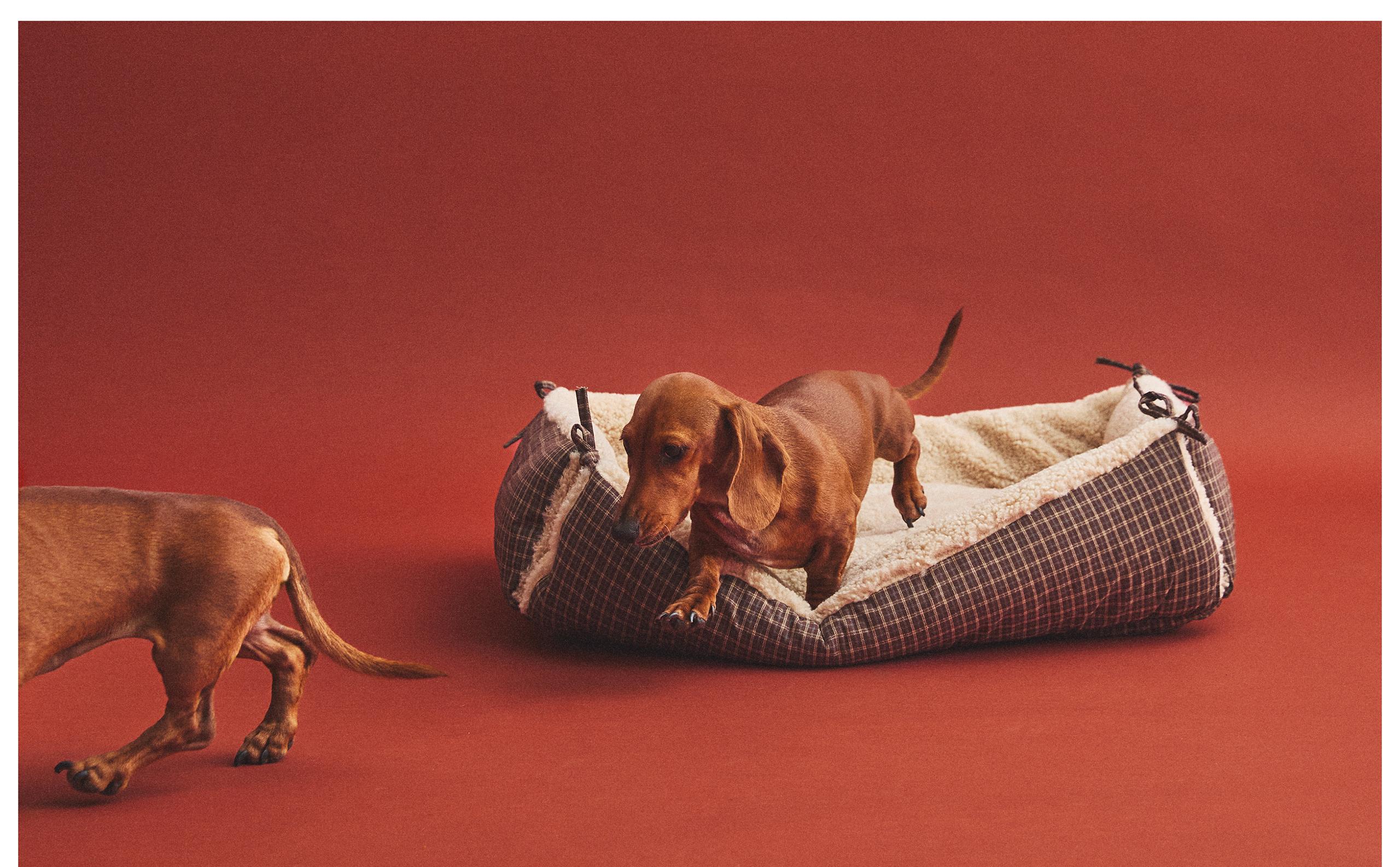 ペットコレクション | Zara Home 日本/Japan