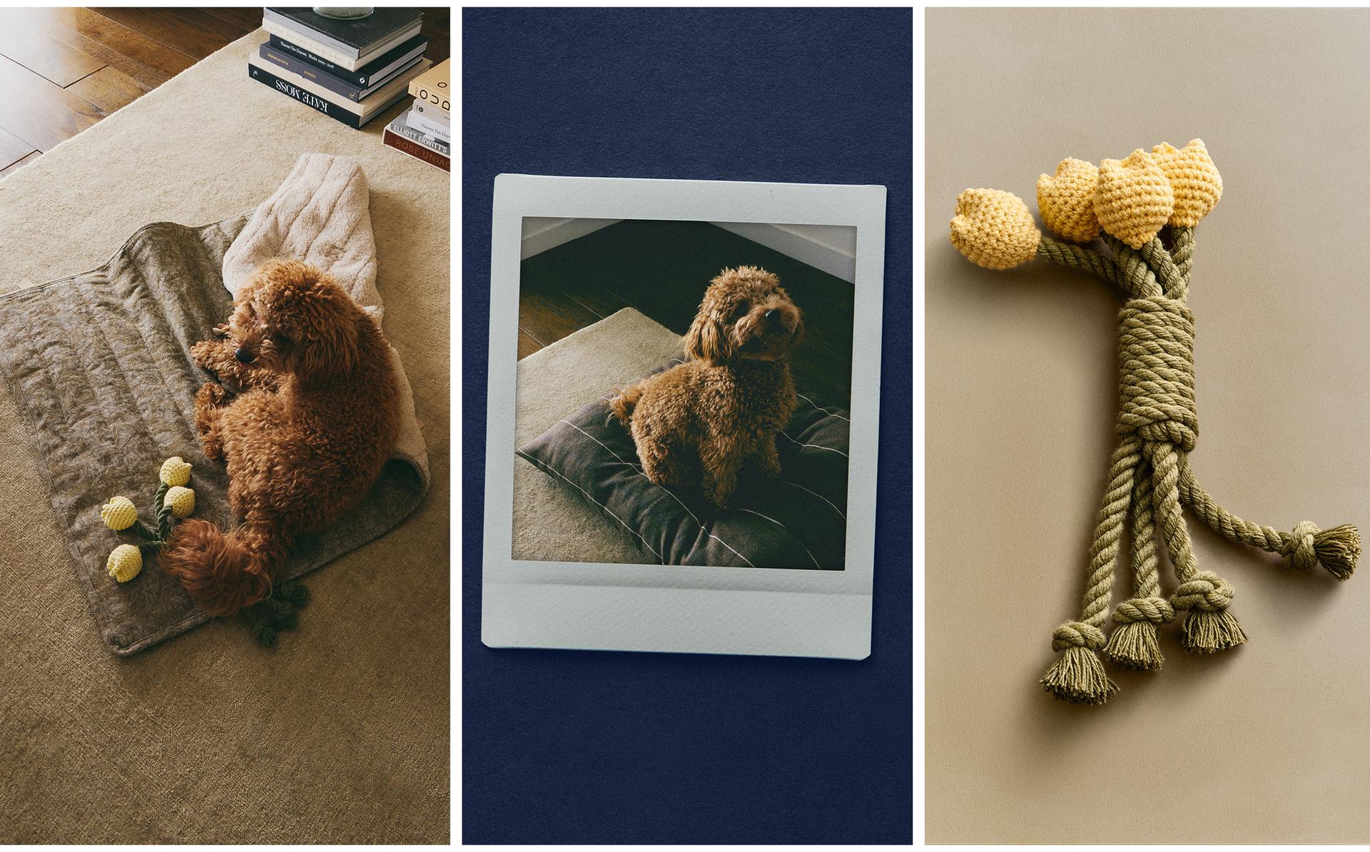 מוריס & קו. שמיכת רצפה מתקפלת לחיות מחמד וצעצוע בוקי