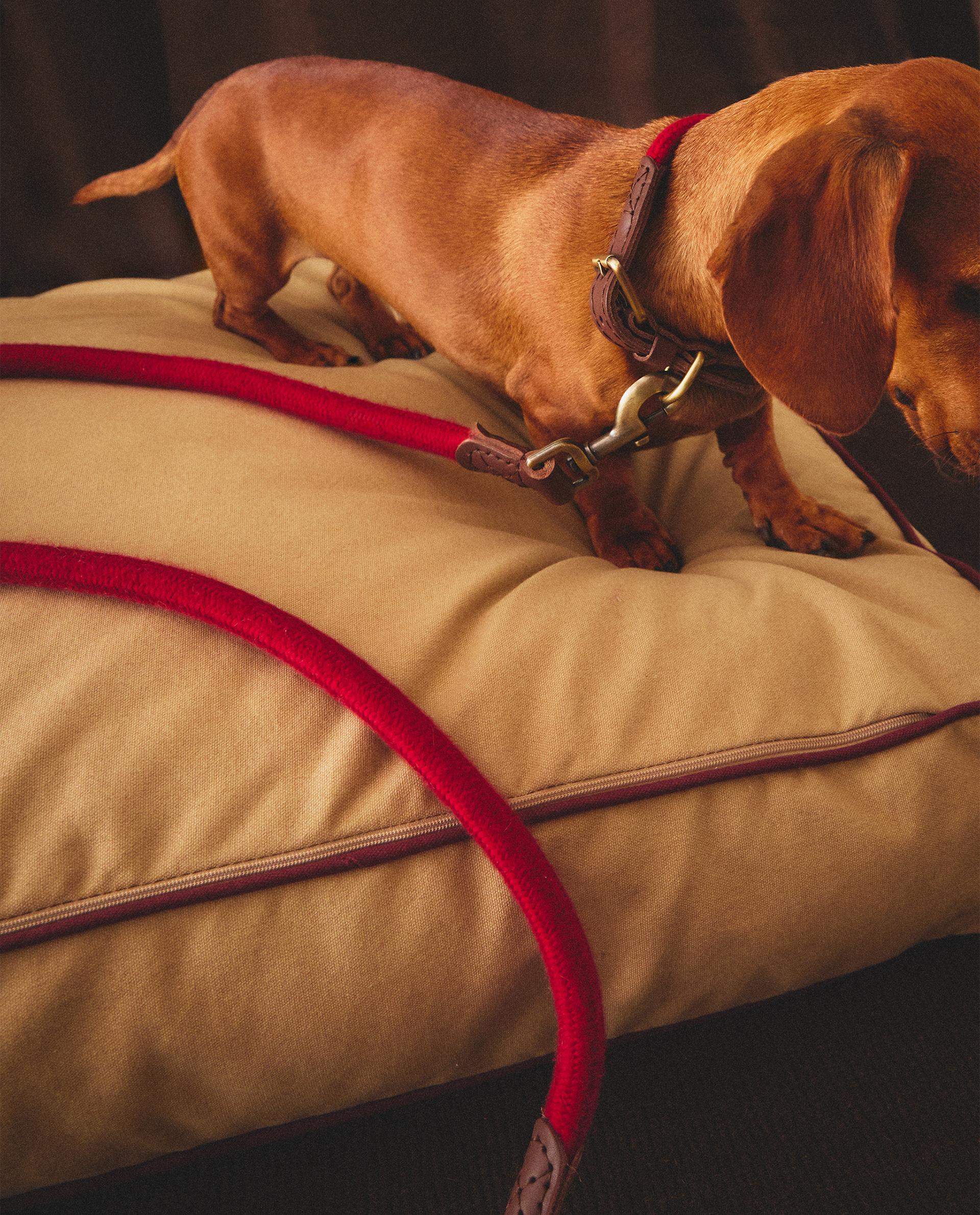 犬用 レザー リード | Zara Home 日本/Japan