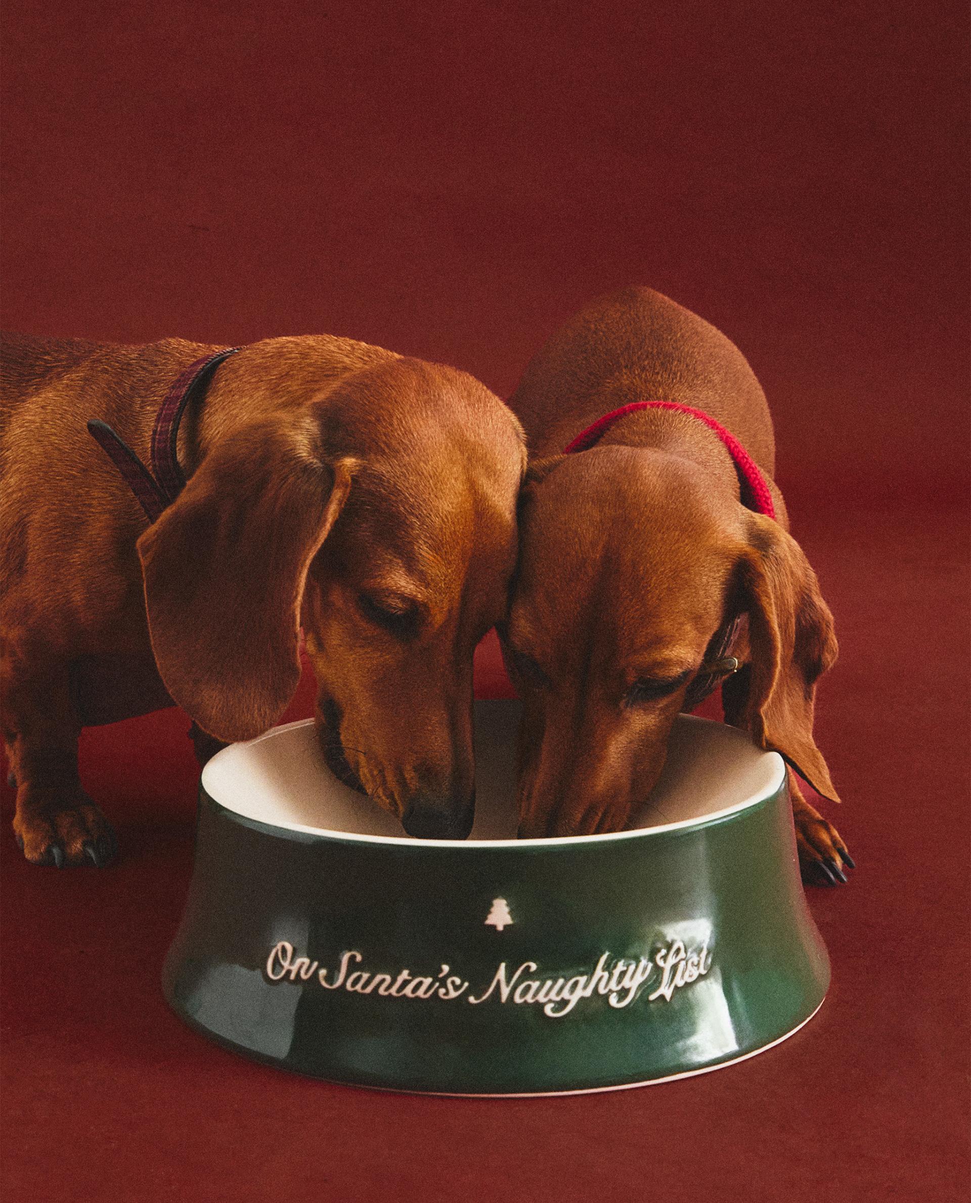 Pet Collection | Zara Home United States of America | New Collection