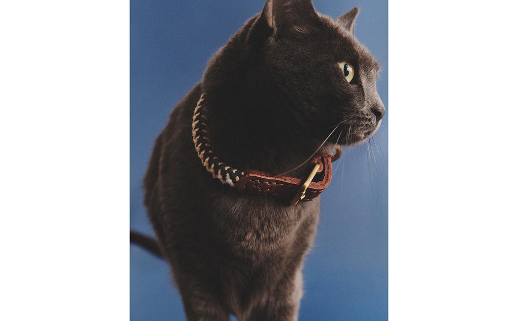 קולר חבל לחיות מחמד