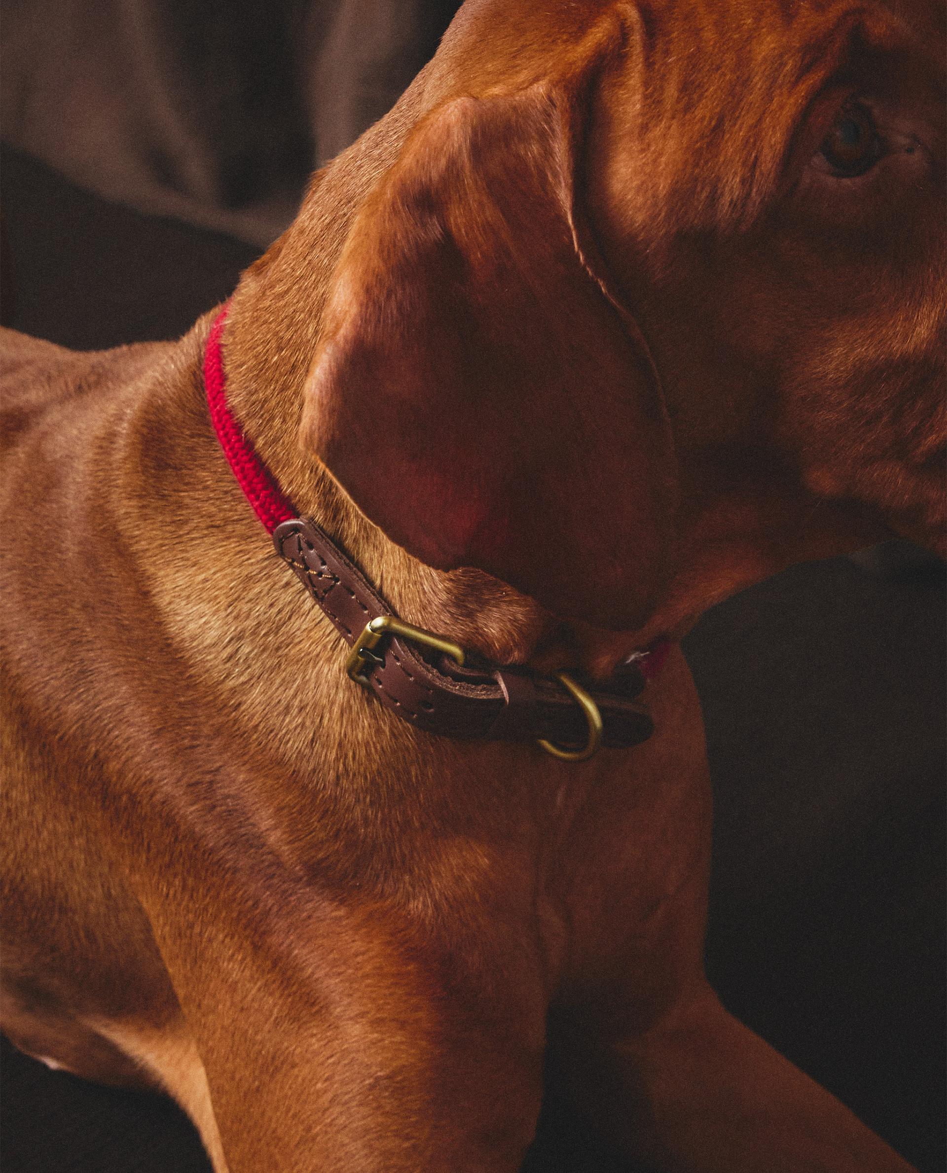 犬用 レザー ロープスタイル首輪 | Zara Home 日本/Japan