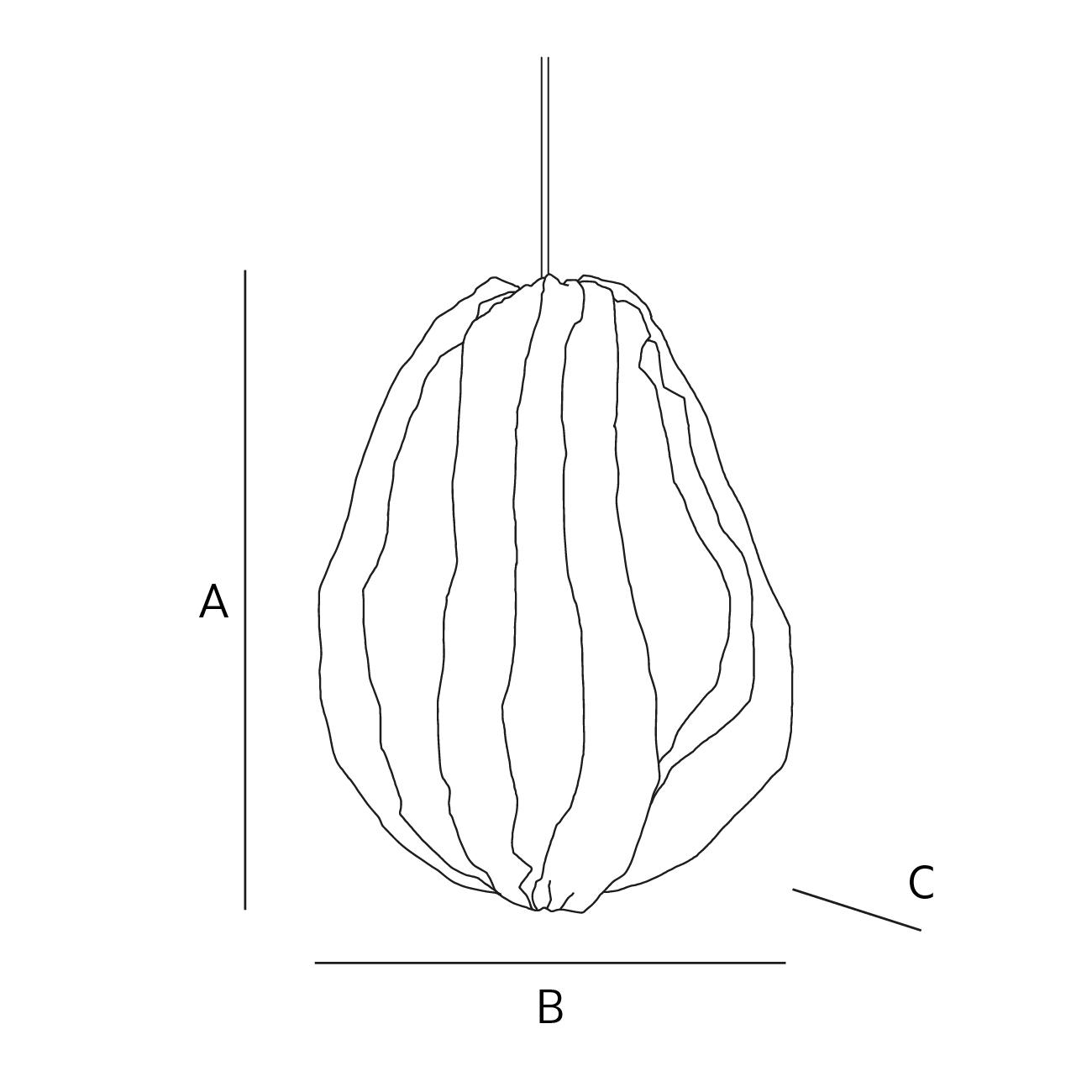dimensions