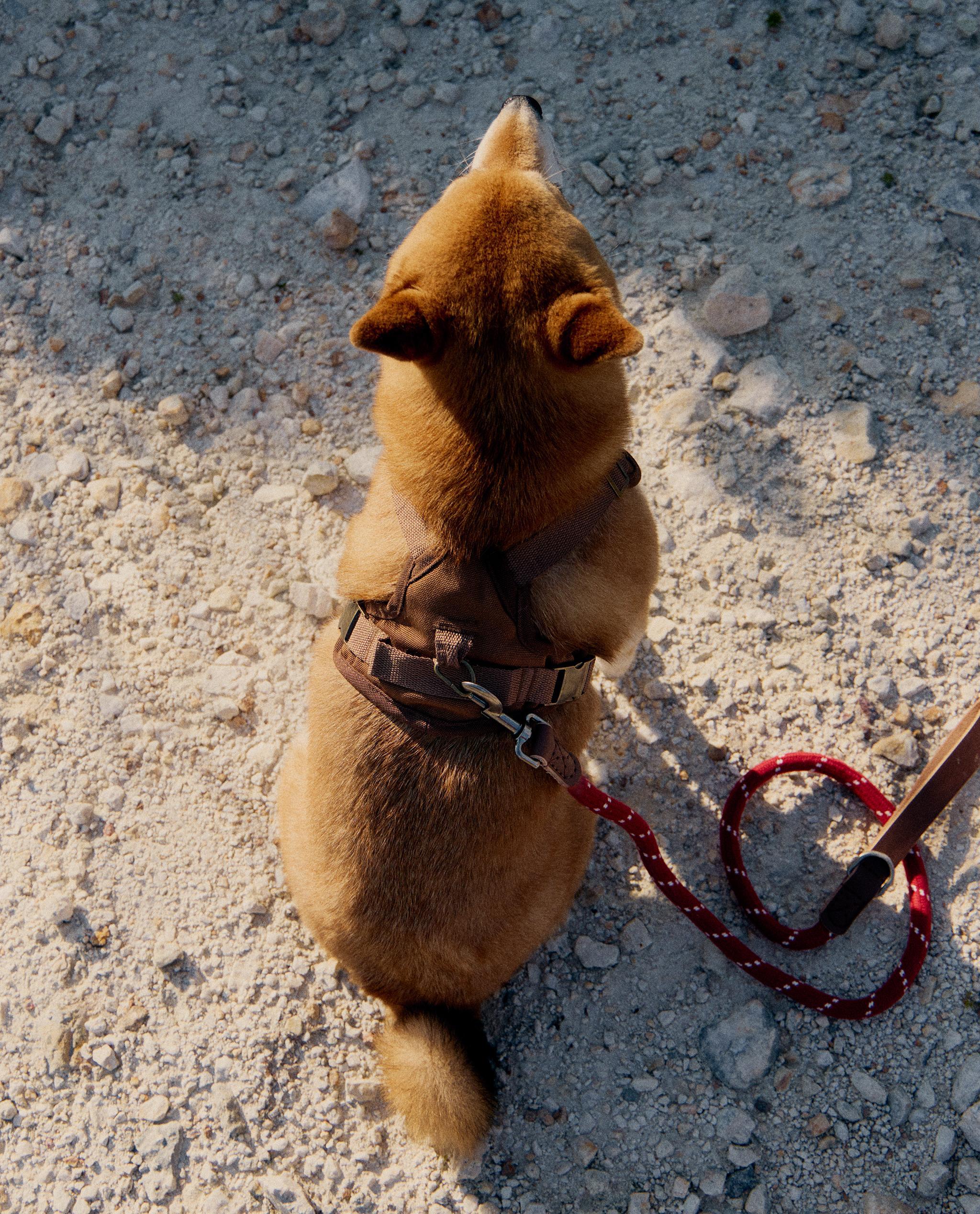 ROPE AND LEATHER PET LEAD product thumbnail 10