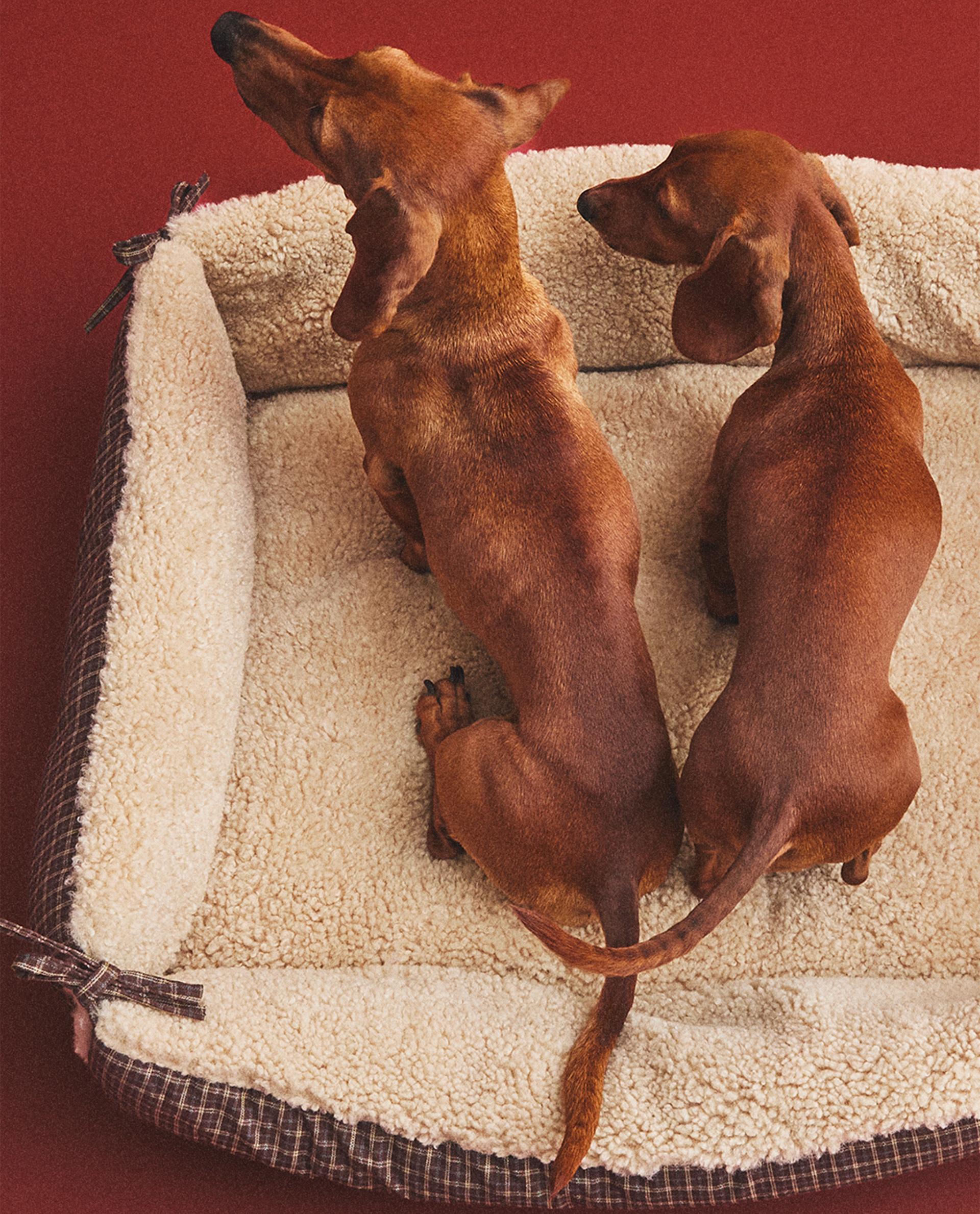 ペットコレクション | Zara Home 日本/Japan