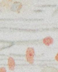 MINI FLORAL PRINT SATEEN FLAT SHEET product thumbnail 2