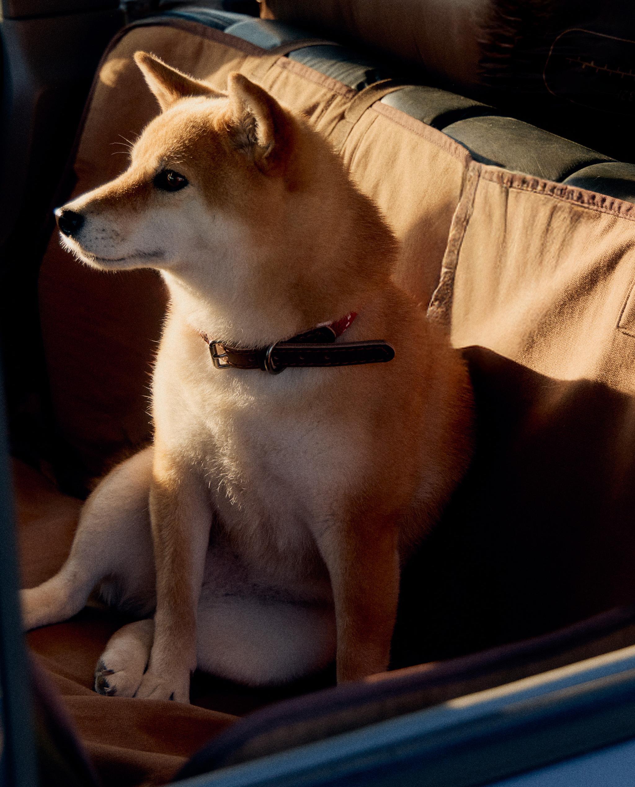 PET CAR THROW product thumbnail 11