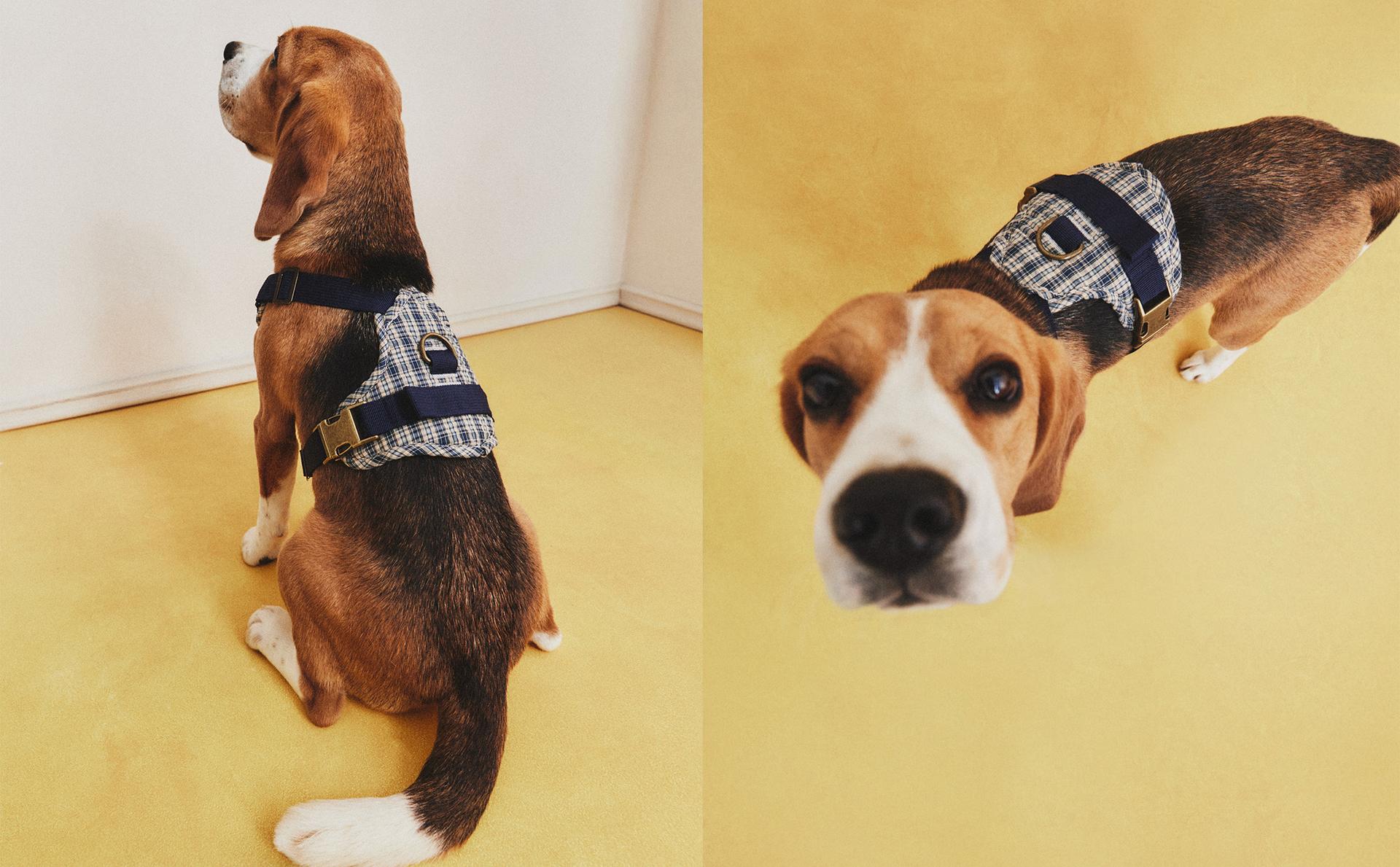 AUGINTINIO PETNEŠOS SU DVISPALVIAIS LANGELIAIS