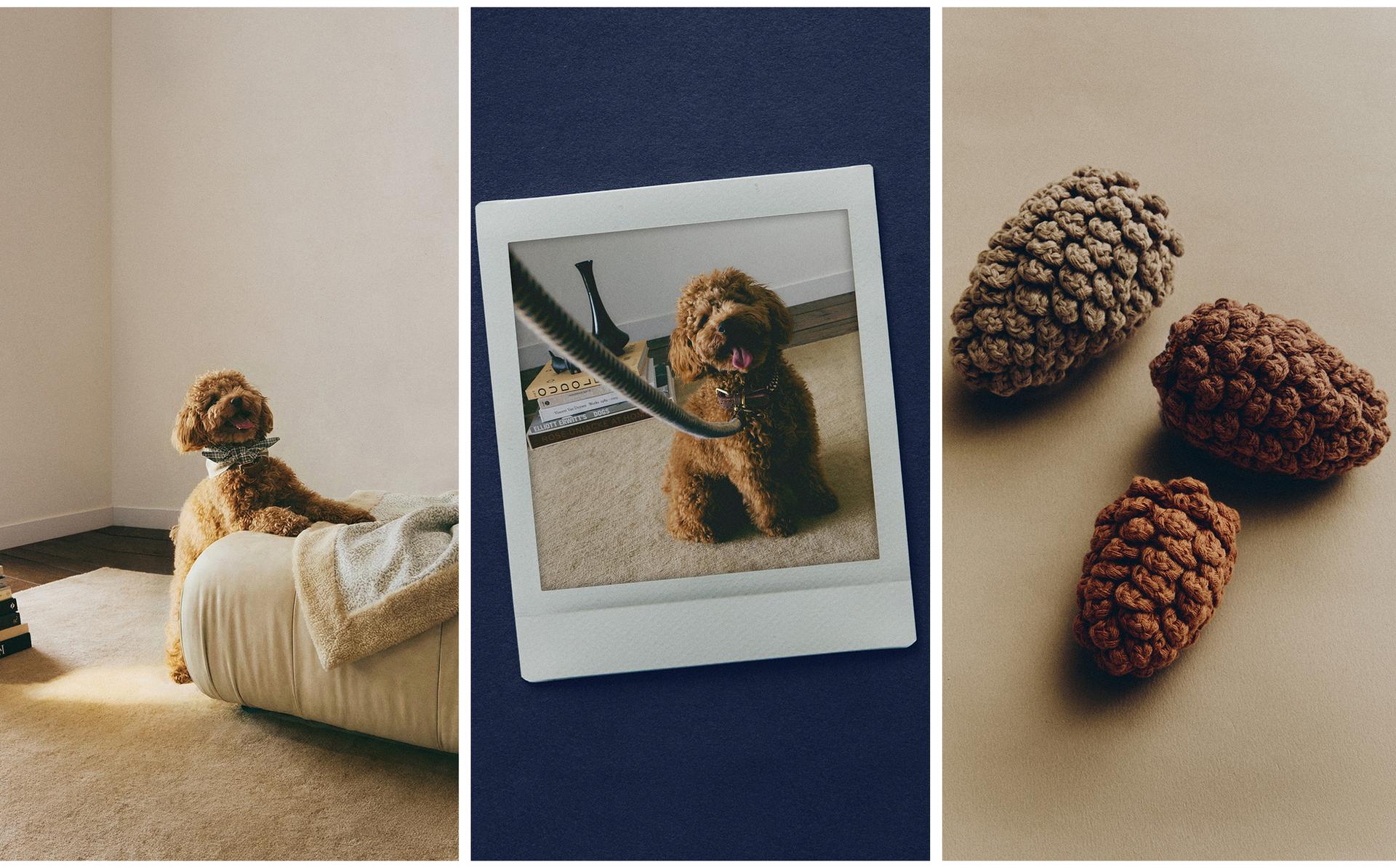 BANDANA ALGODÓN, CORREA CUERDA Y JUGUETE PIÑAS MASCOTAS BANDANA ALGODÓN, CORREA CUERDA Y JUGUETE PIÑAS MASCOTAS