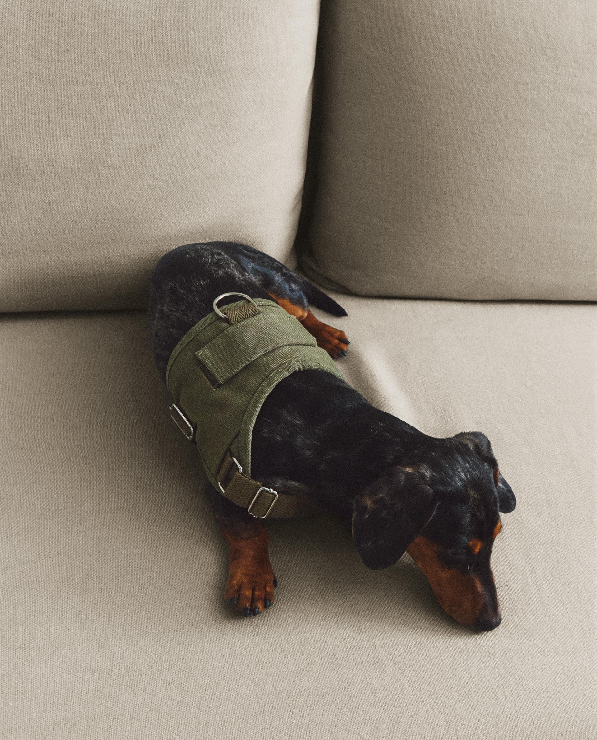 小物 ru 犬用 散歩ハーネス | Zara Home 日本/Japan