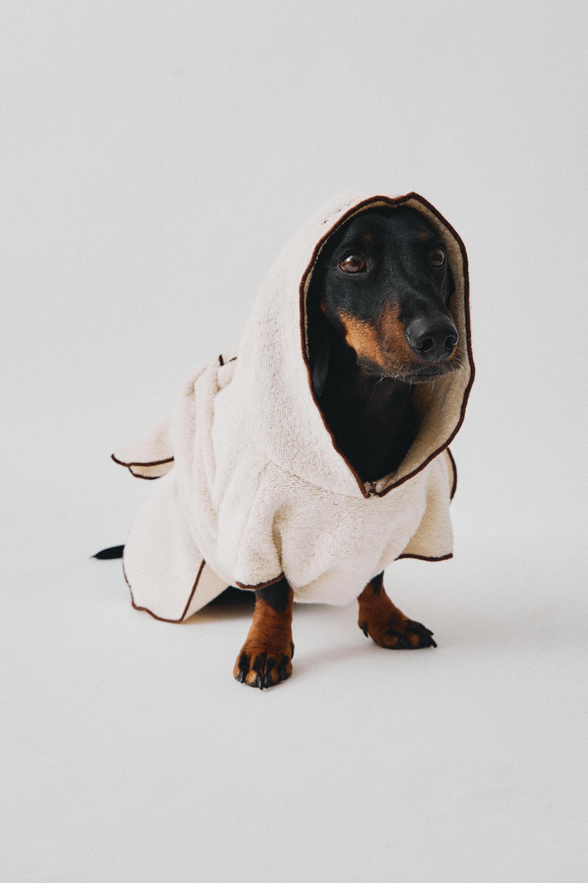 COTTON DRESSING GOWN WITH PETS product thumbnail 12