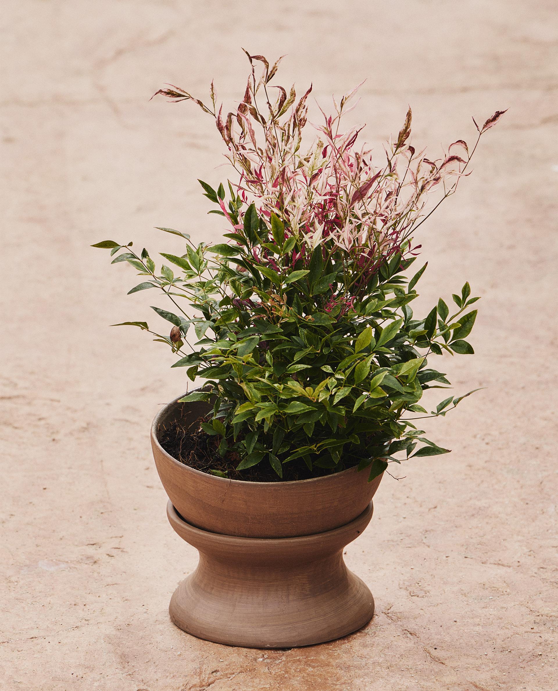 ELEVATED TERRACOTTA PLANTER
