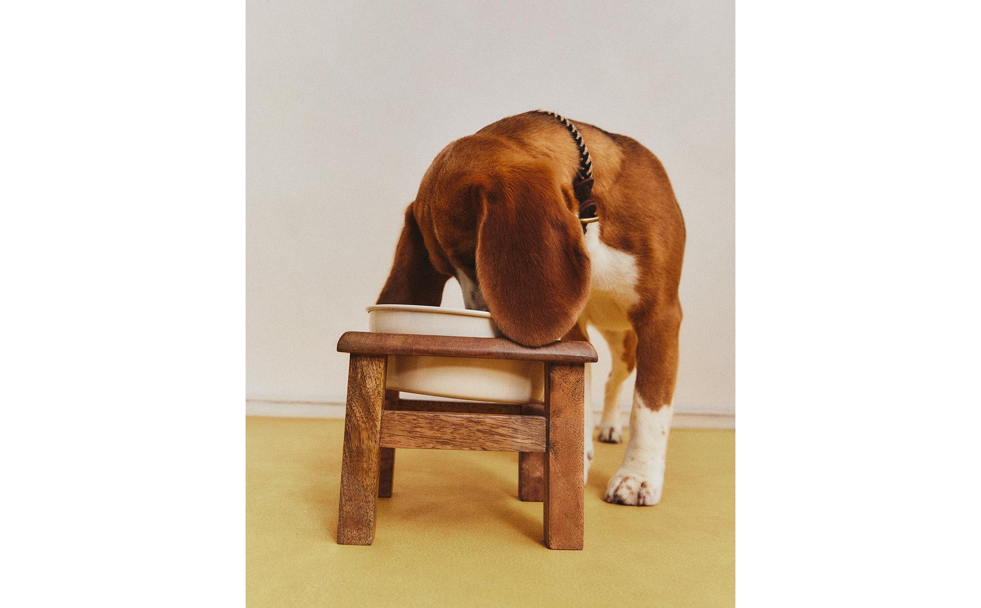 وعاء طعام بحامل للحيوانات الأليفة