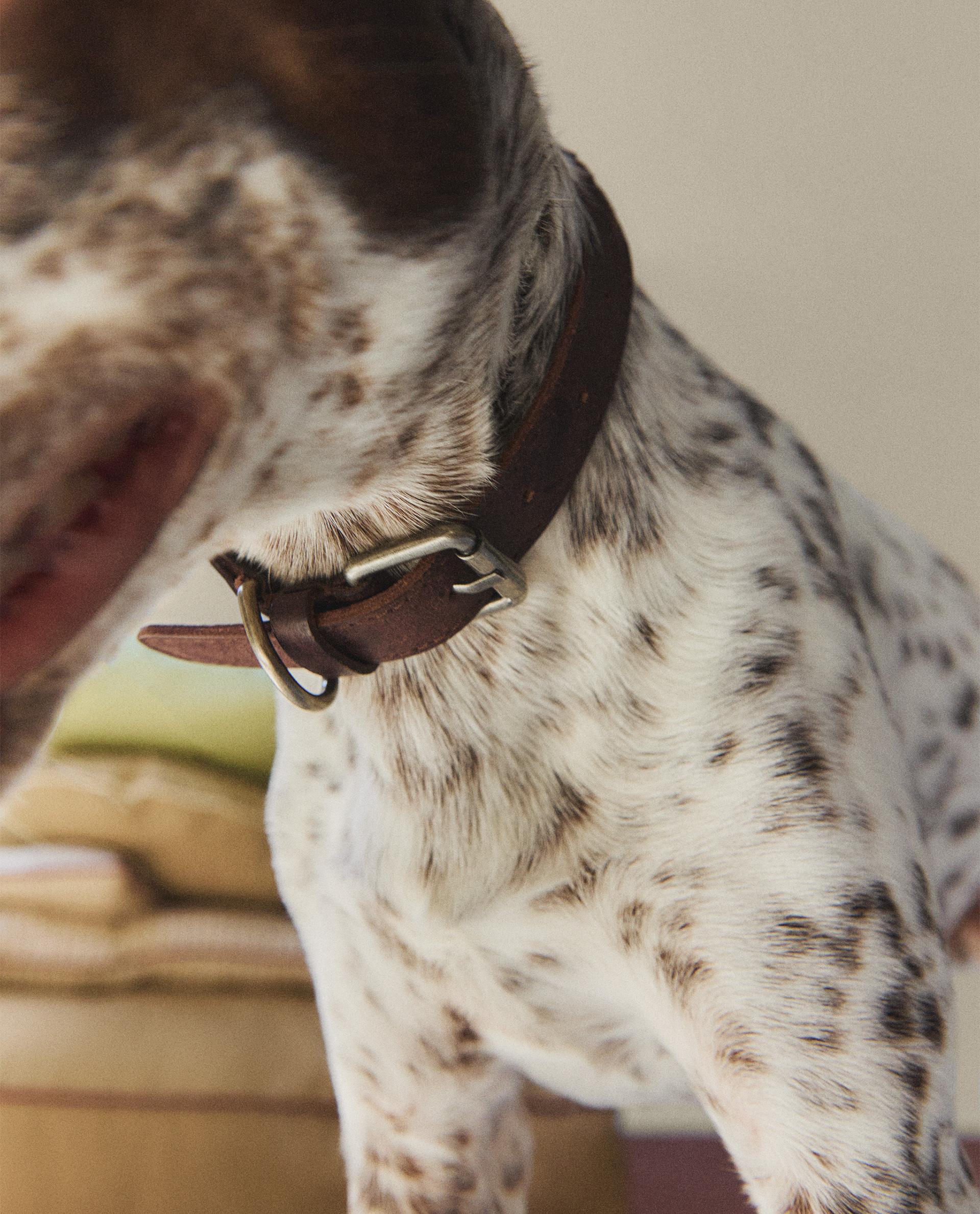 BRAIDED LEATHER DOG COLLAR