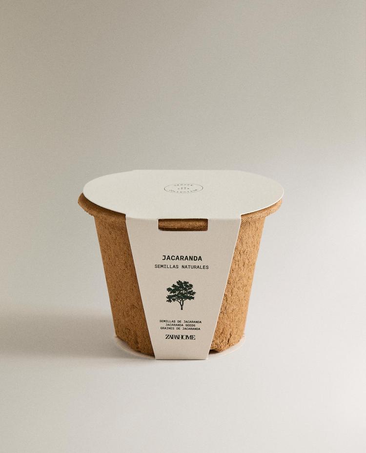JACARANDA SEED GROWING KIT