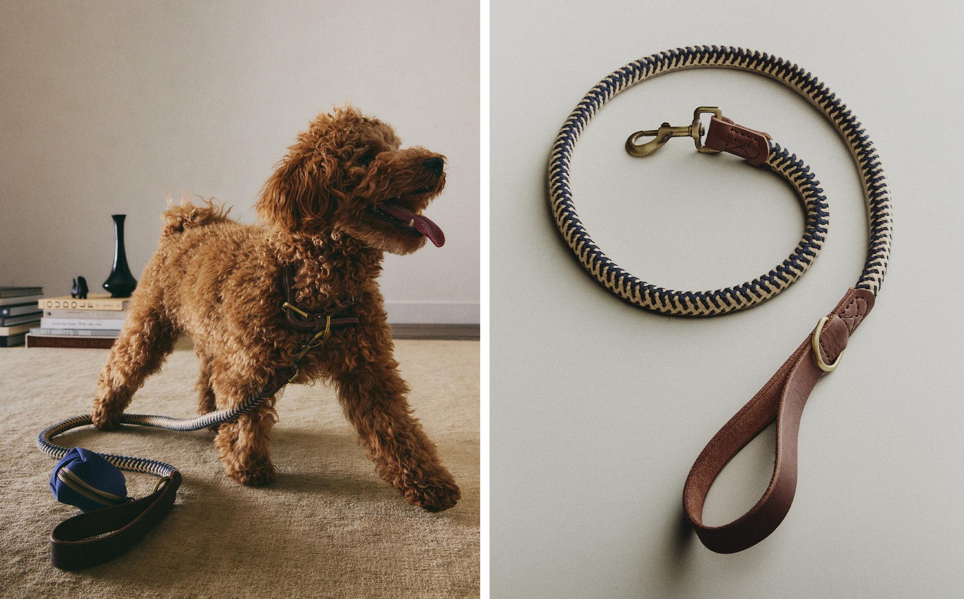 TRELA CORDA CORES CÃES