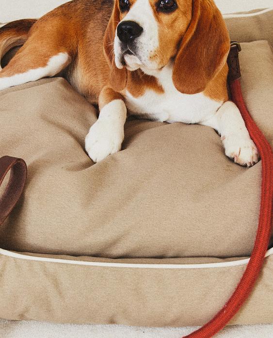 PET BED WITH PIPING