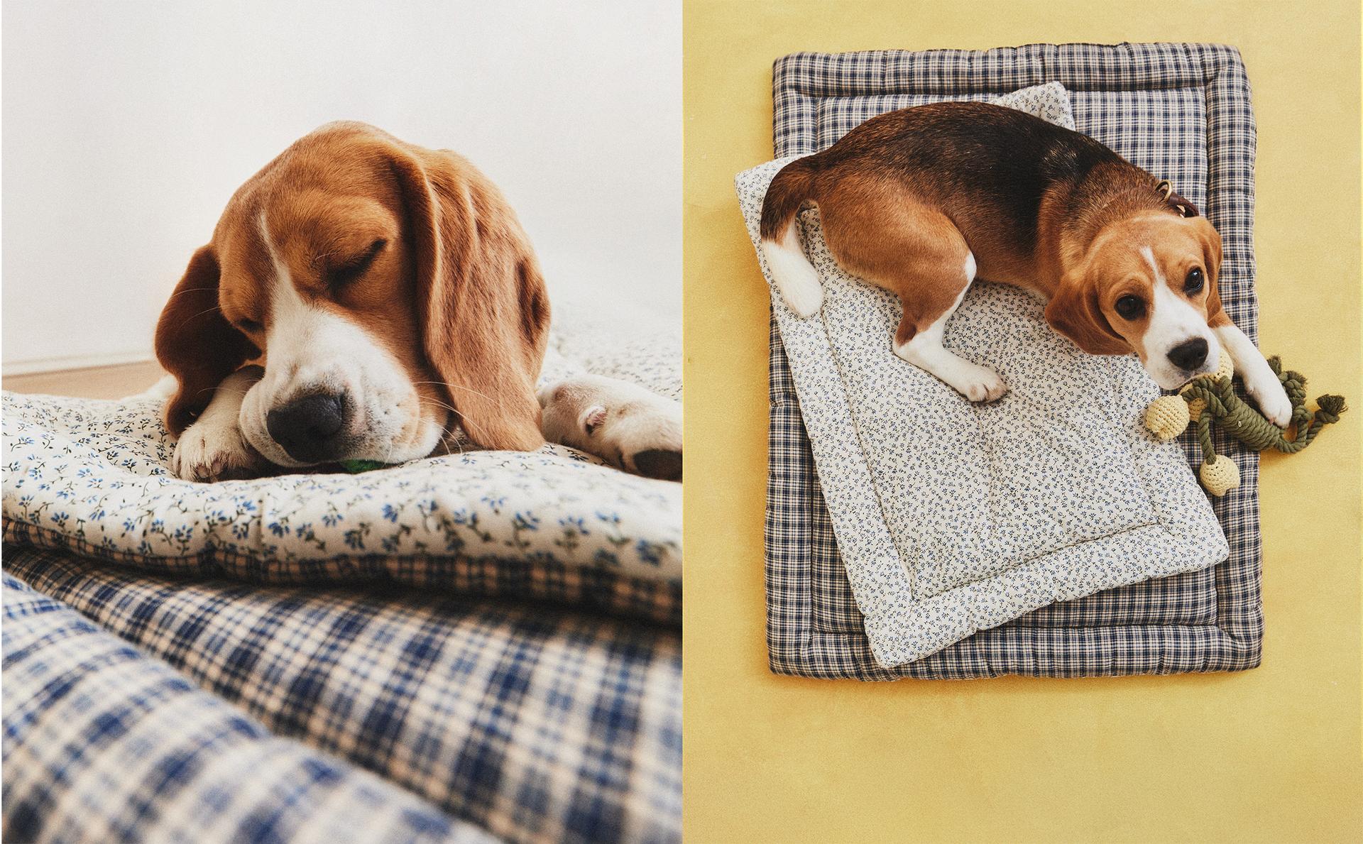 AUGINTINIO ČIUŽINUKAS SU LANGELIŲ IR GĖLIŲ RAŠTAIS AUGINTINIO ČIUŽINUKAS SU LANGELIŲ IR GĖLIŲ RAŠTAIS