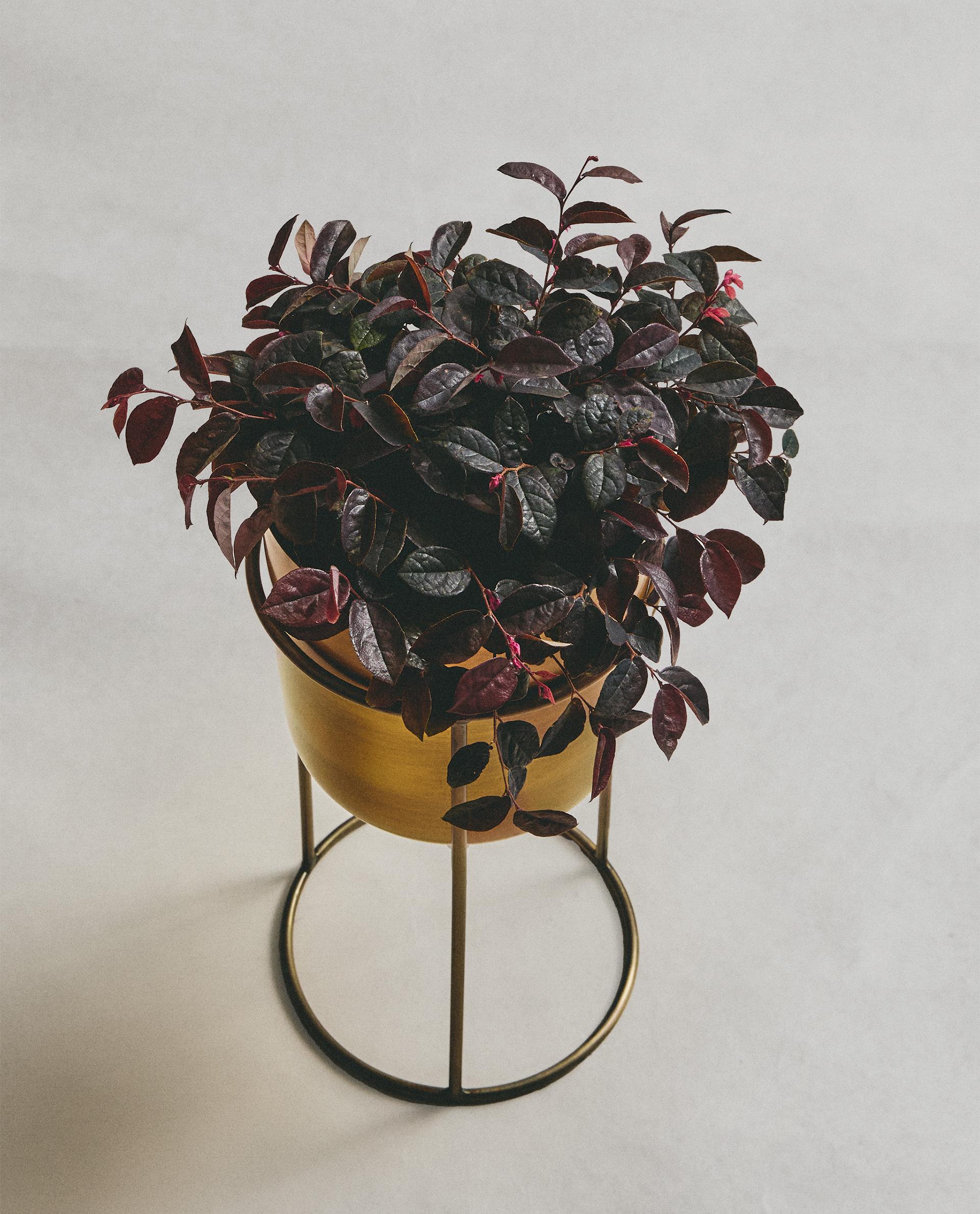 金色プランターとスタンドのセット　zara  GOLD PLANTER | Zara Home United States of America