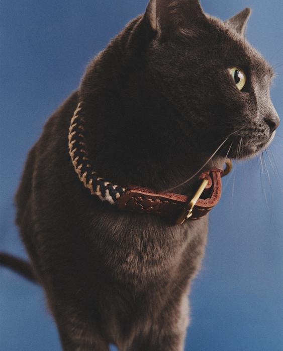 COLEIRA DE CORDA COLORIDA CÃES COLEIRA DE CORDA COLORIDA CÃES