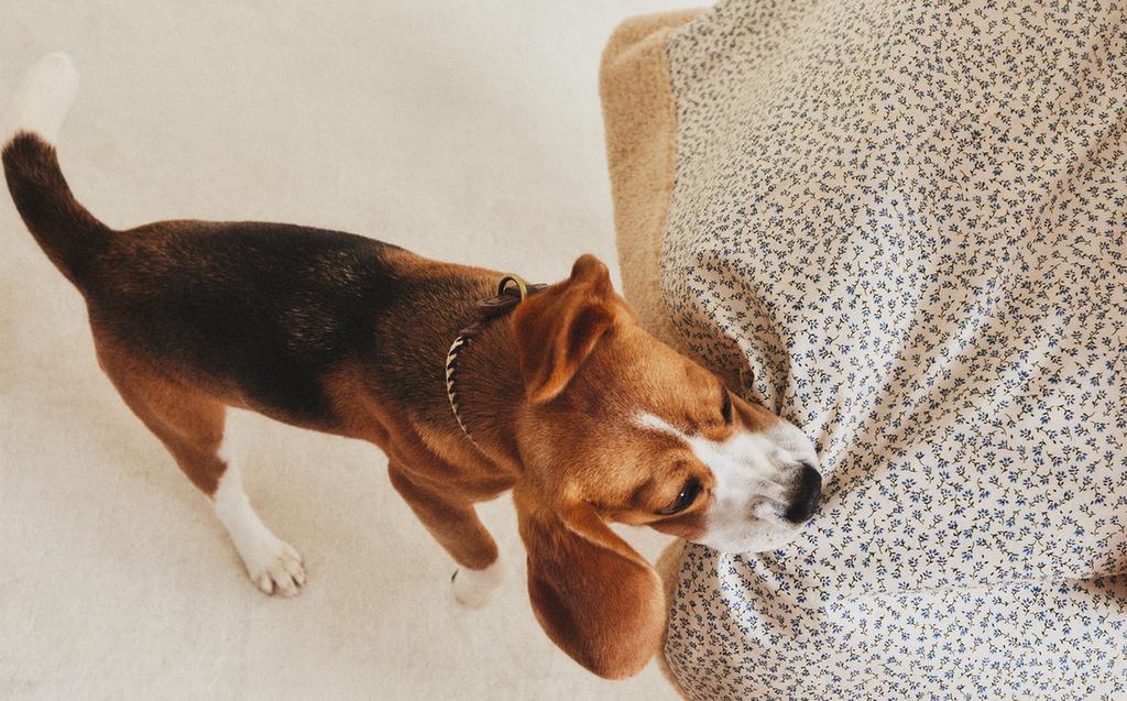 שמיכה פרחונית לחיות מחמד