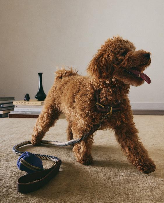 雙色繩索狗狗牽繩