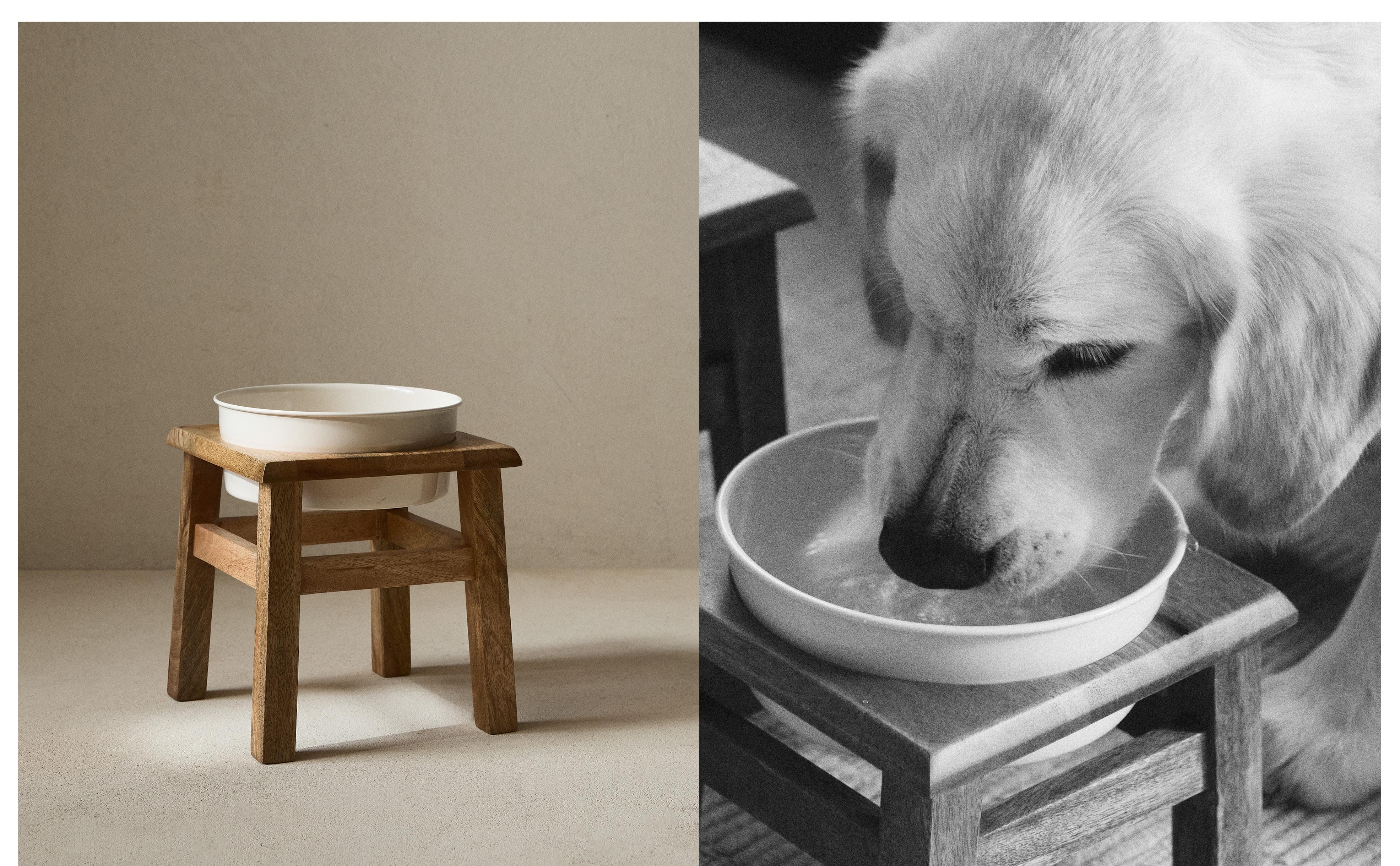 ikoapetfood_4902418880884