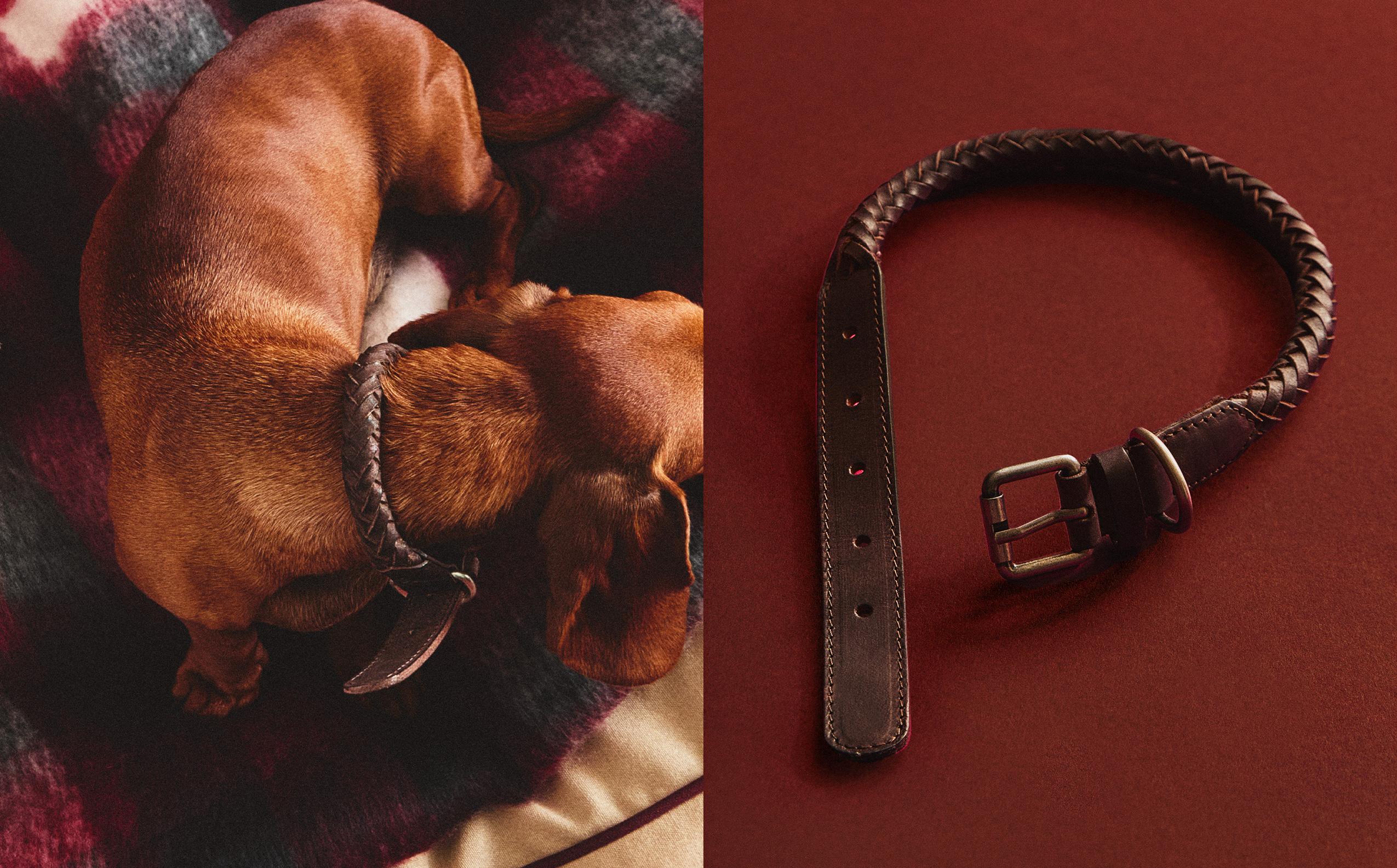 レザー編み込み犬用首輪 メタル装飾付き㉞ イヌ 編み込み レザー 首輪 | Zara Home 日本/Japan