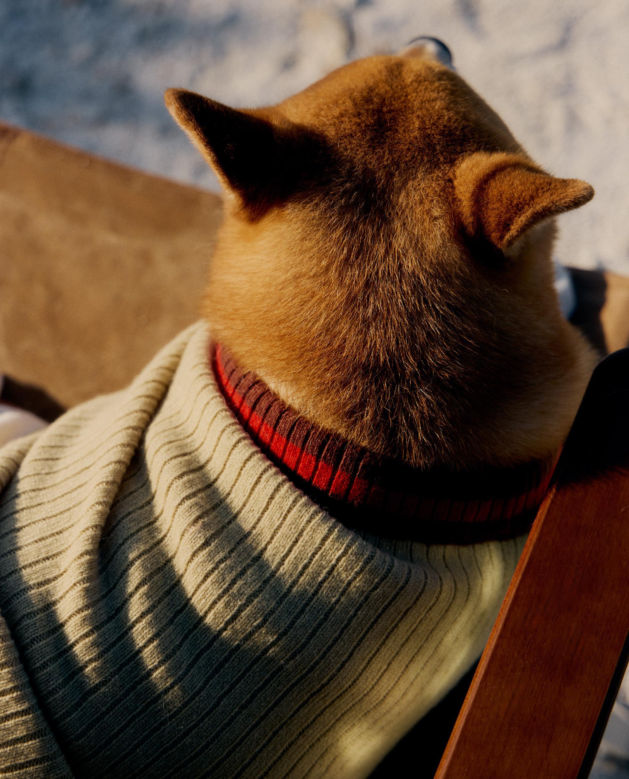 RIBBED PET SWEATER product thumbnail 11
