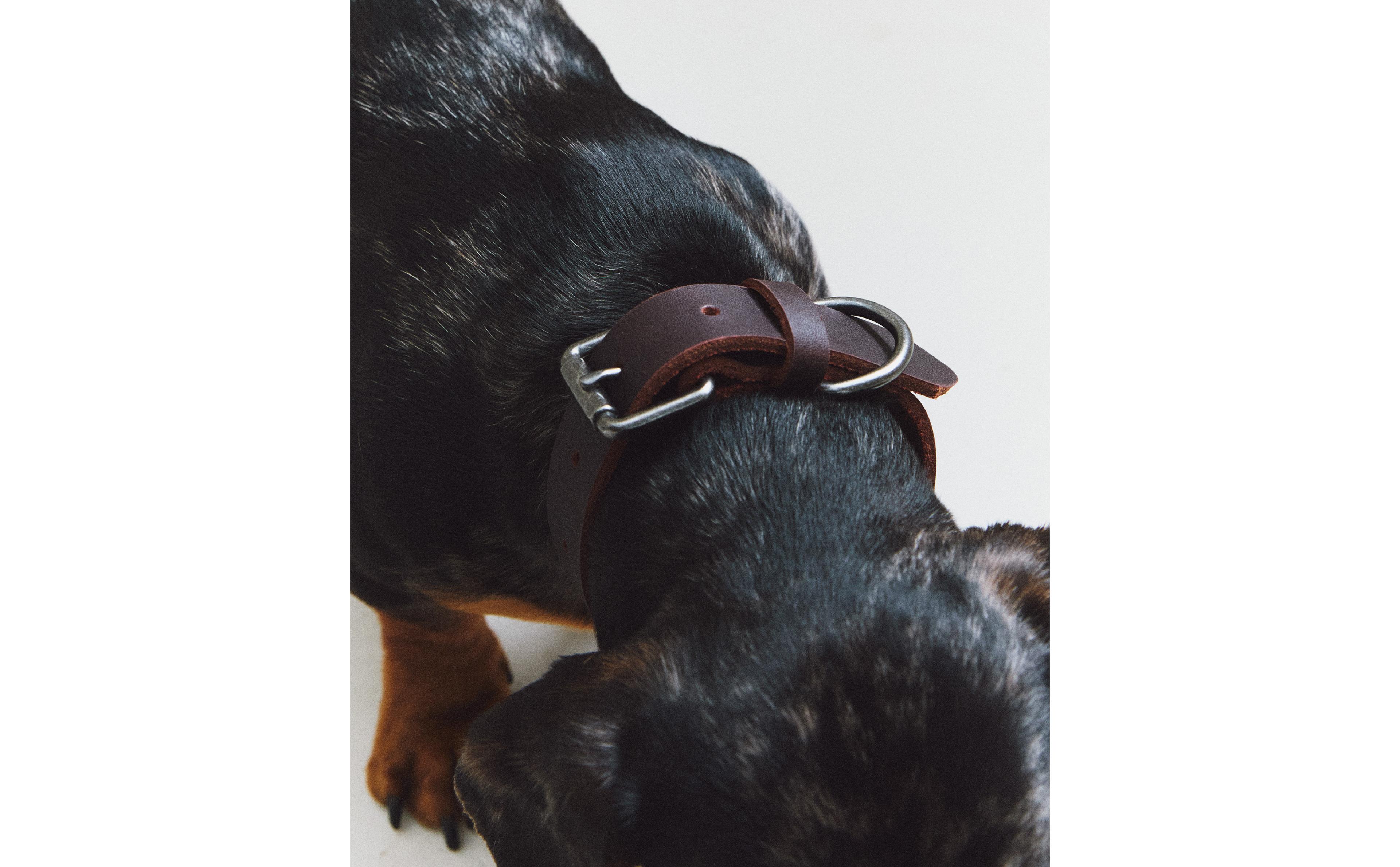 LEATHER DOG COLLAR