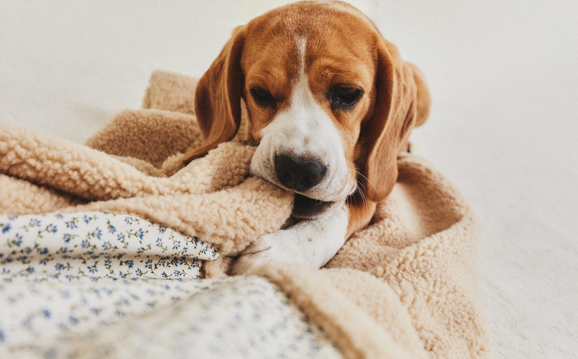 FLORAL PET BLANKET FLORAL PET BLANKET