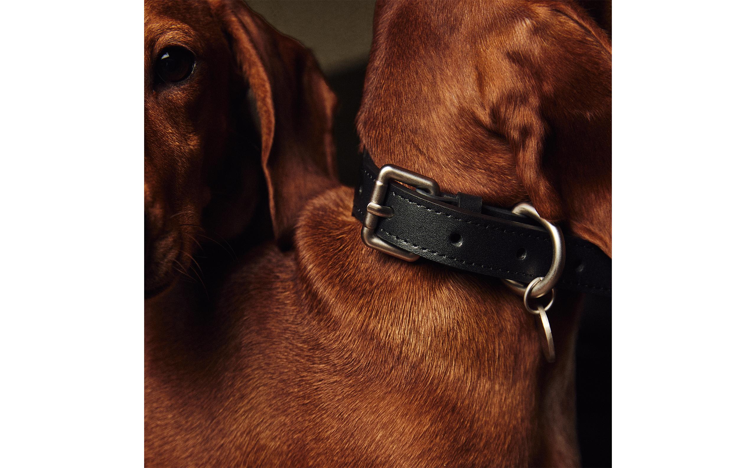 PLAIN PET COLLAR