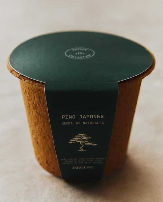 PINE SEED GROWING KIT