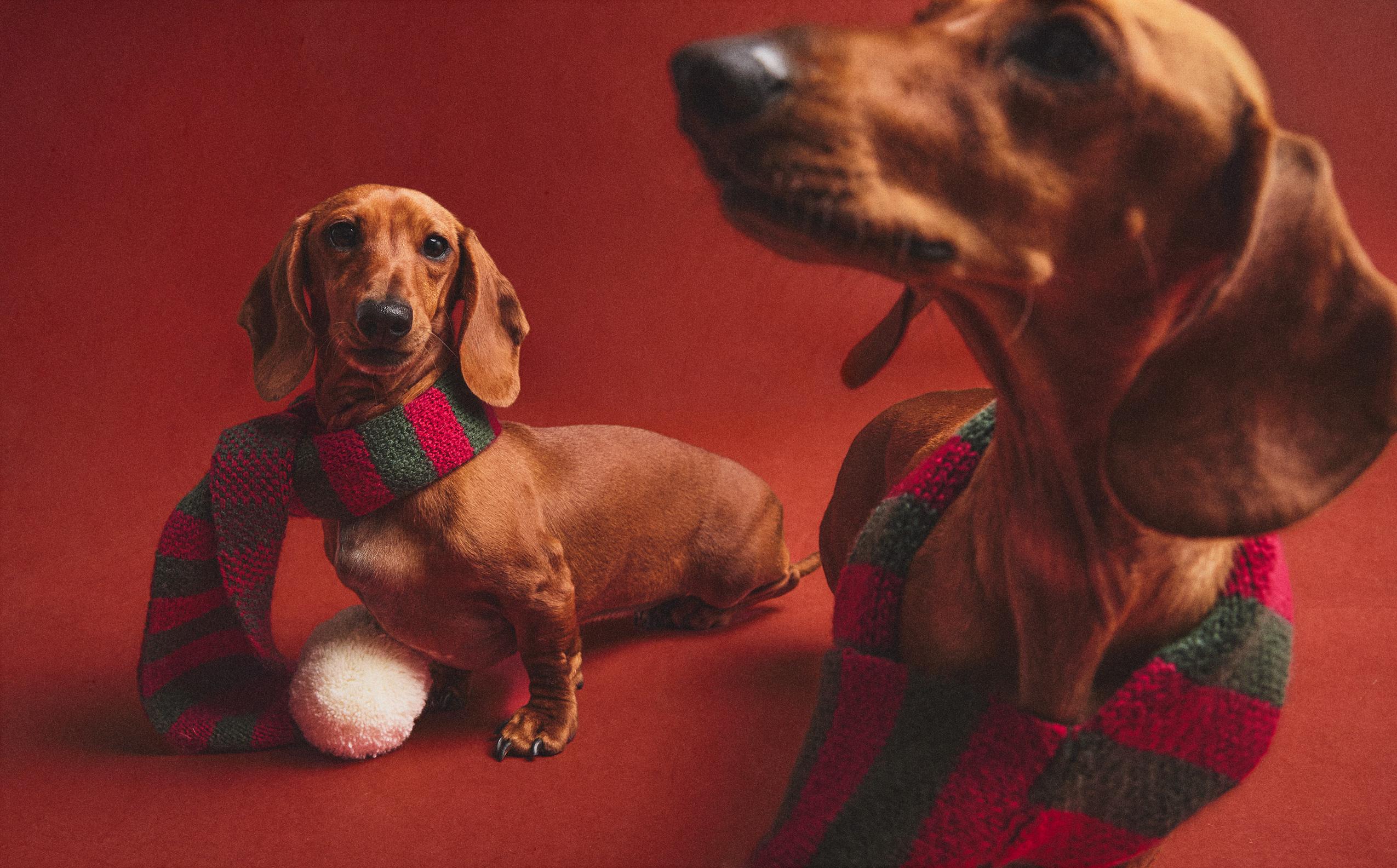 Pet Collection | Zara Home United States of America | New Collection