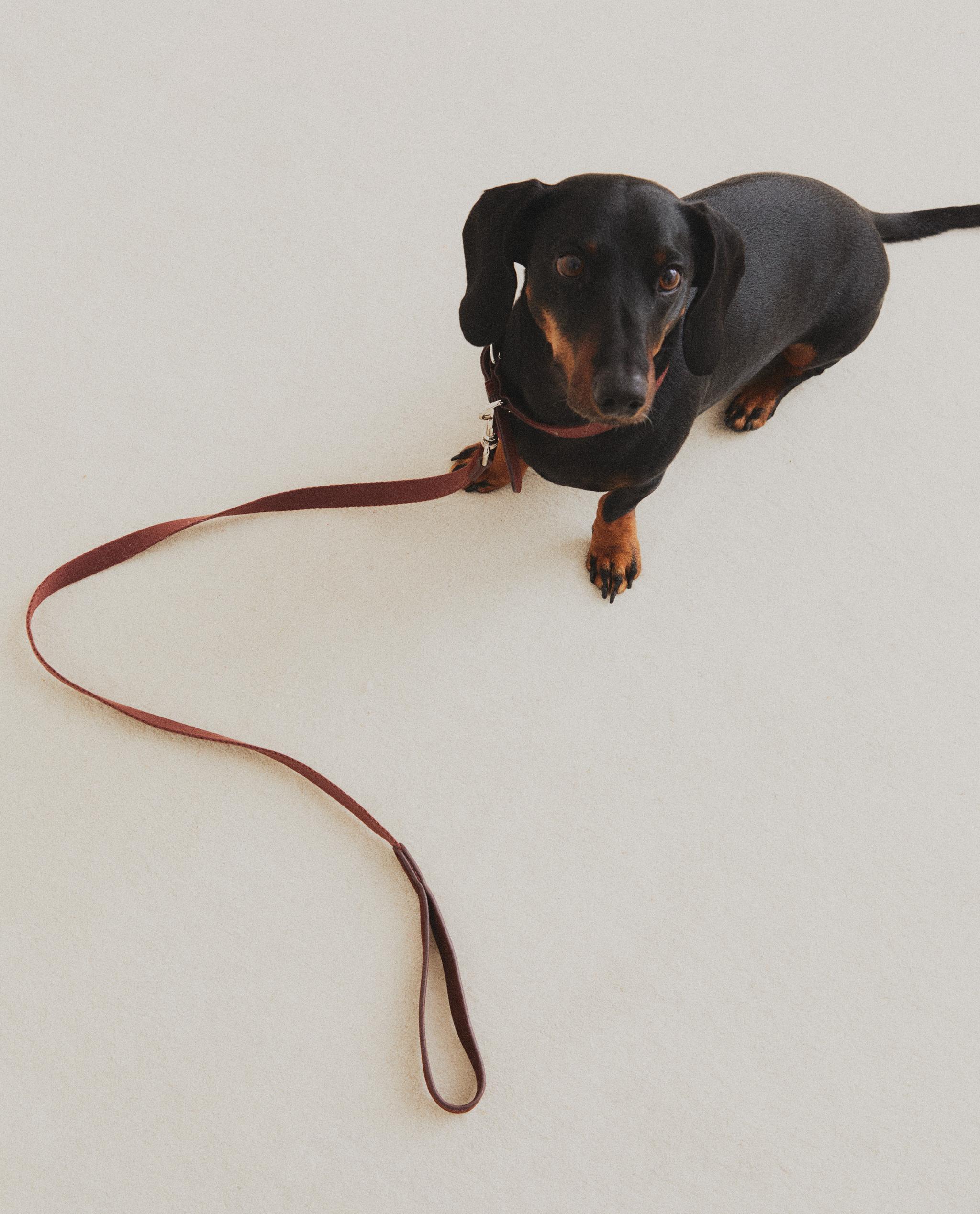 PET LEAD AND COLLAR product thumbnail 10