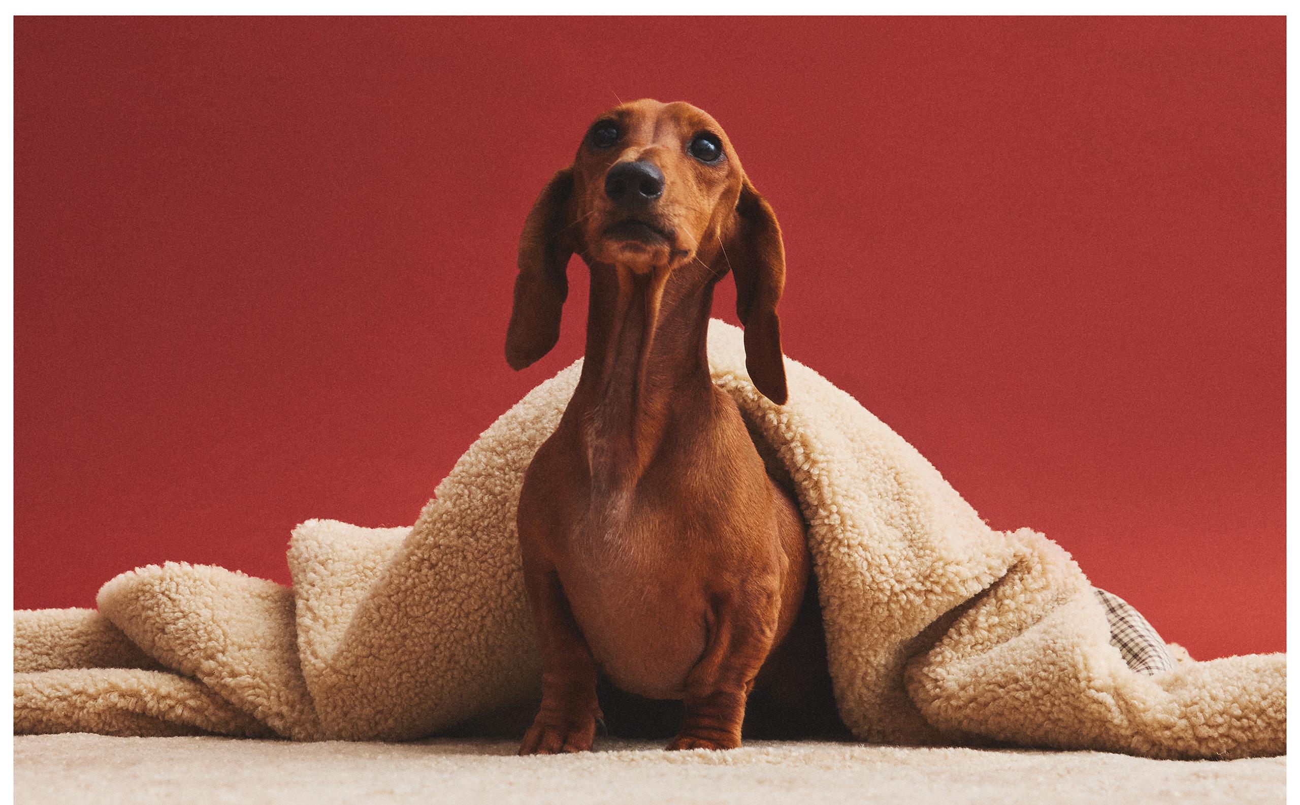 Pet Collection | Zara Home United States of America