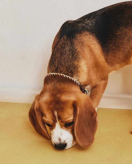 ROPE PET COLLAR